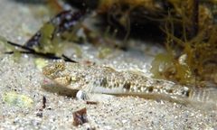 Favonigobius lateralis