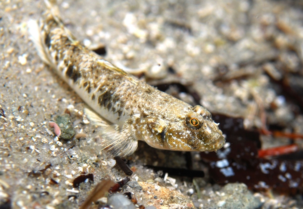 Favonigobius