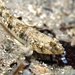 Favonigobius - Photo (c) David Spencer Muirhead, some rights reserved (CC BY-NC), uploaded by David Spencer Muirhead