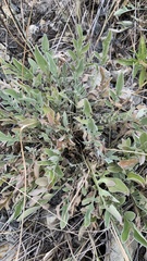 Psephellus marschallianus