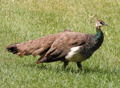 Pavo cristatus