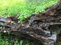 Gymnopilus thiersii image