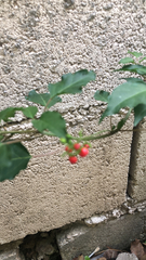Rivina humilis