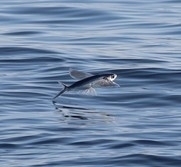 Cheilopogon melanurus