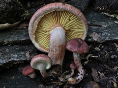 Gymnopilus thiersii image