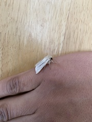 Mythimna pallens