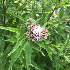 Eupatorium cannabinum