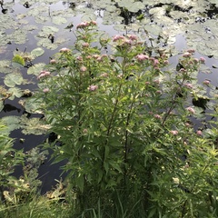 Eupatorium cannabinum