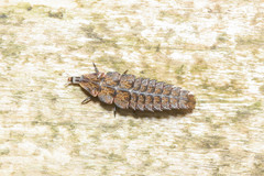 Pyractomena borealis