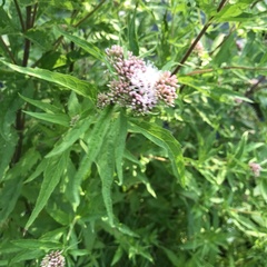Eupatorium cannabinum