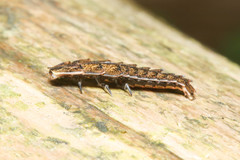 Pyractomena borealis