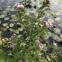 Eupatorium cannabinum