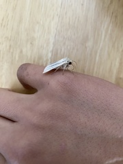 Mythimna pallens