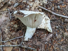 Lactifluus subvellereus