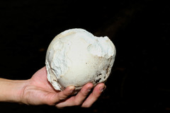 Calvatia gigantea