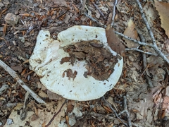 Lactifluus subvellereus