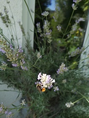 Bombus