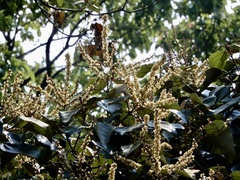 Mallotus tetracoccus