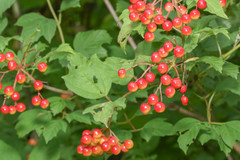 Viburnum opulus