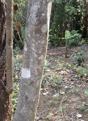 Mallotus tetracoccus