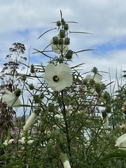 Hibiscus dasycalyx
