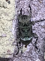 Leptostylus transversus