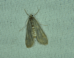 Parapoynx maculalis