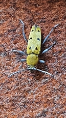 Chlorophorus glabromaculatus