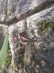 Hypolimnas bolina