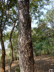 Terminalia chebula