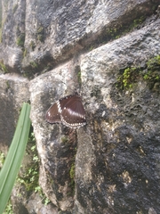 Hypolimnas bolina