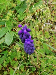 Muscari neglectum