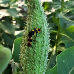 Oncopeltus fasciatus