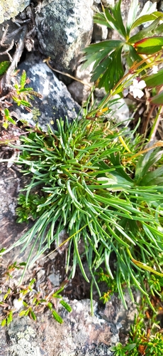 Image of Gypsophila uralensis by no rights reserved