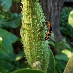 Oncopeltus fasciatus