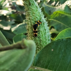 Oncopeltus fasciatus