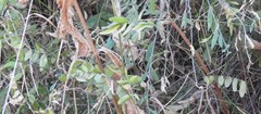 Vicia lutea