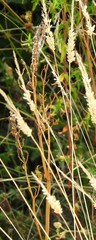 Rumex papillaris
