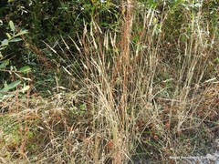 Rumex papillaris