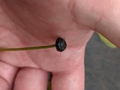 Eriocaulon aquaticum