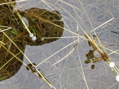 Eriocaulon aquaticum