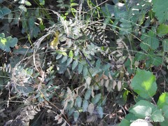 Vicia lutea