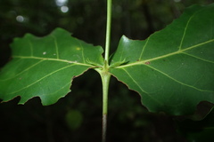 Pyrostria