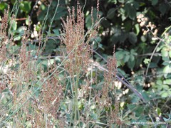 Rumex papillaris
