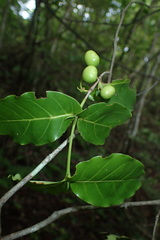 Pyrostria