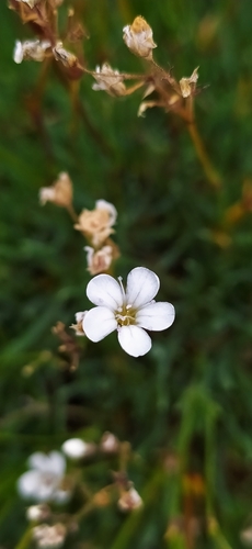 Image of Gypsophila uralensis by no rights reserved