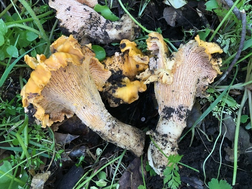 California Golden Chanterelle