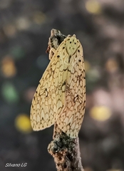 Lophocampa maroniensis