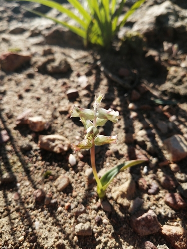 Lachenalia aurioliae