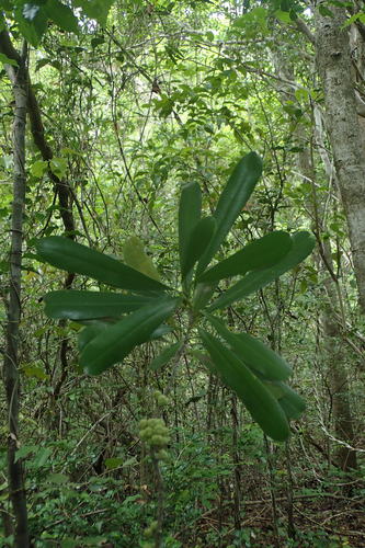 Rutaceae image